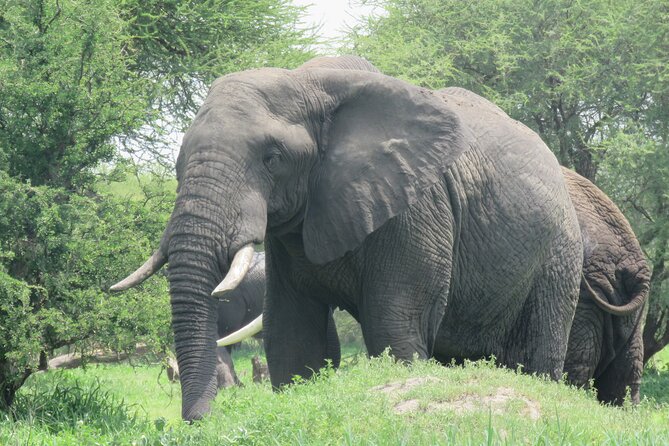 Affordable 5 days Tanzania budget camping safari (group joining) - What the $1,610 price really covers