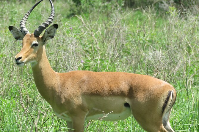 Affordable 5 days Tanzania budget camping safari (group joining) - Group joining, comfort, and the social side