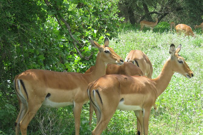 Affordable 5 days Tanzania budget camping safari (group joining) - Day 2: The long road to the Serengeti