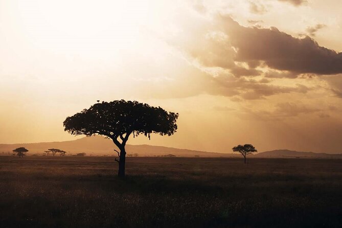 Amazing 4 Days Safari 3 Nights: Tarangire, Ngorongoro, Serengeti - Tarangire: elephants and acacias at the start