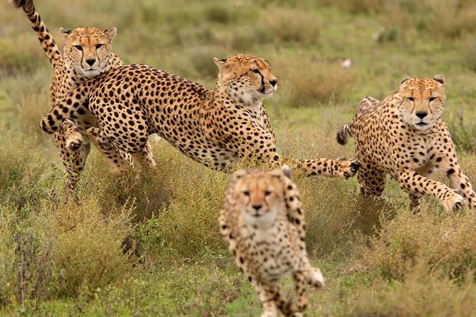 Amazing 4 Days Safari 3 Nights: Tarangire, Ngorongoro, Serengeti - Camping, meals, and the $1,300 price