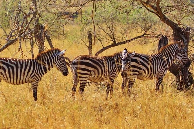 Amazing 4 Days Safari 3 Nights: Tarangire, Ngorongoro, Serengeti - Ngorongoro Crater: a compact world of wildlife
