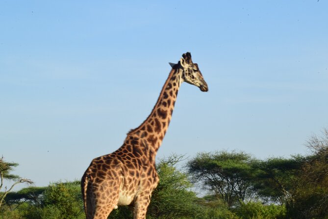 Amazing 4 Days Tanzania Budget Camping Group Joining Safari - Group joining, private service, and the 200-person limit