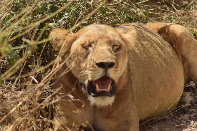 Amazing 4 Days Tanzania Budget Camping Group Joining Safari - Comfort, food, and the daily routine