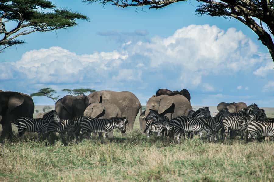 Arusha: 2 Day Tarangire & Ngorongoro Crater Big Five Safari - Key points at a glance