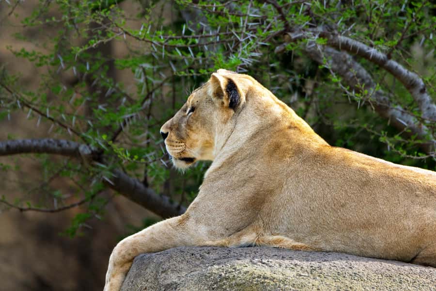 Arusha: 2 Day Tarangire & Ngorongoro Crater Big Five Safari - Why this two-day route works from Arusha