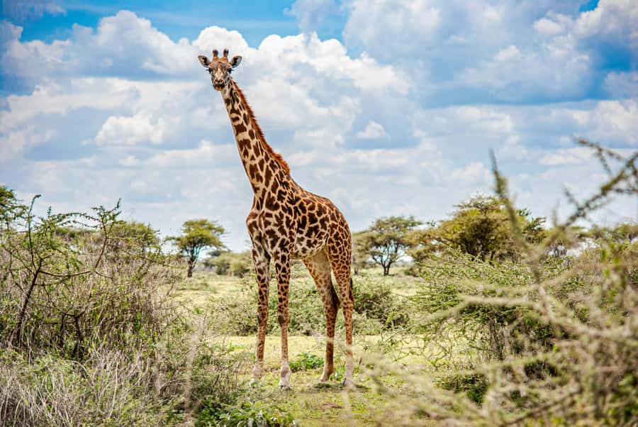 Arusha: 2 Day Tarangire & Ngorongoro Crater Big Five Safari - The overnight choice: camping or a mid-range lodge