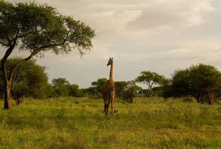 Arusha: 2 Day Tarangire & Ngorongoro Crater Big Five Safari - The main drawbacks to consider