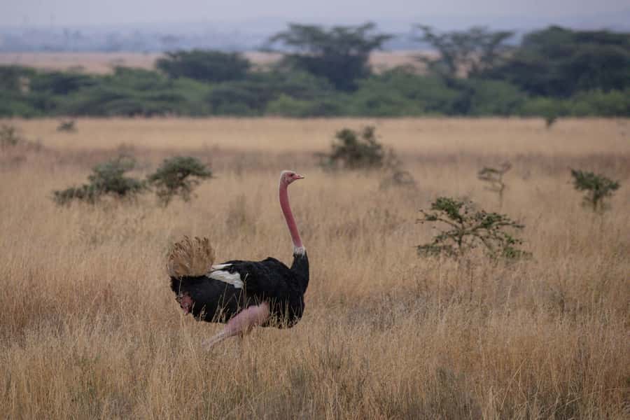 Arusha: 2 Day Tarangire & Ngorongoro Crater Big Five Safari - Who should book this safari