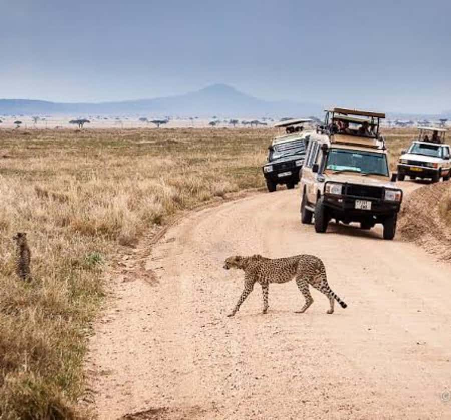 Arusha: 3-Day Serengeti & Ngorongoro Crater Big Five Safari - Key points to know before you book