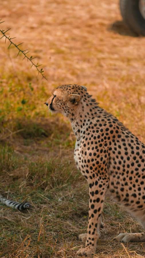 Arusha: 3-Day Serengeti & Ngorongoro Crater Big Five Safari - Guides, vehicles, and safety on rough roads
