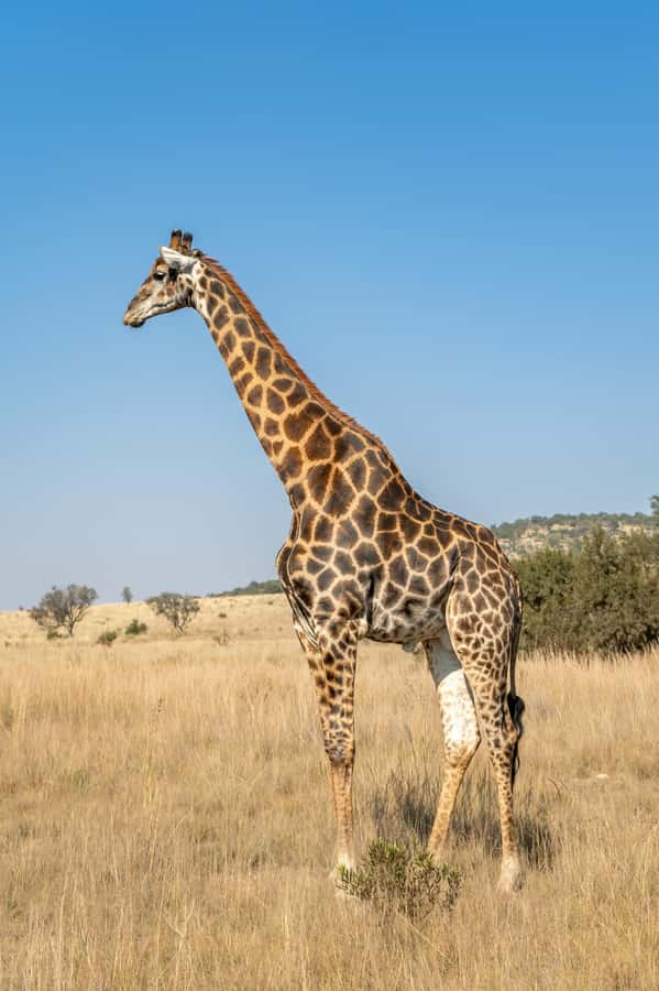 Arusha: 3-Day Serengeti & Ngorongoro Crater Big Five Safari - Lodge comfort or tented nights?