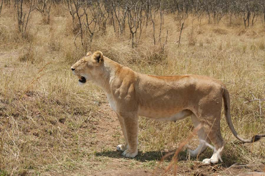 Arusha: 3-Day Serengeti & Ngorongoro Crater Big Five Safari - Who should book this three-day safari?