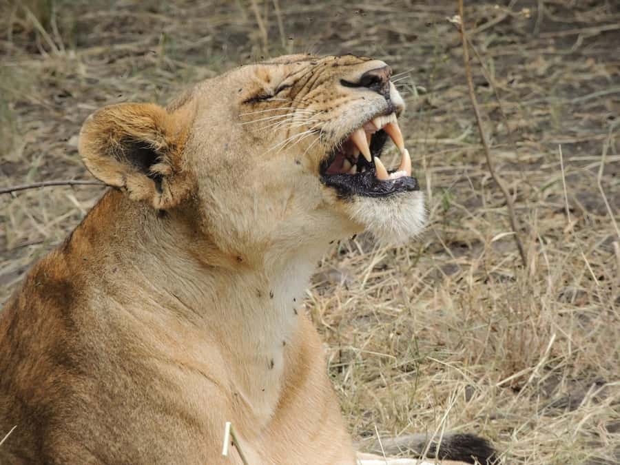 Arusha: 3-Day Serengeti & Ngorongoro Crater Big Five Safari - Should you book it?