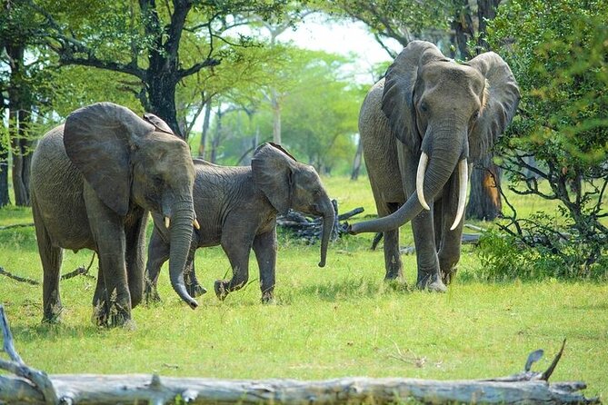 Arusha: 5 days Safari Trip Tarangire, Lake Manyara and Ngorongoro - Day 4: The Ngorongoro Crater’s Big Five opportunity
