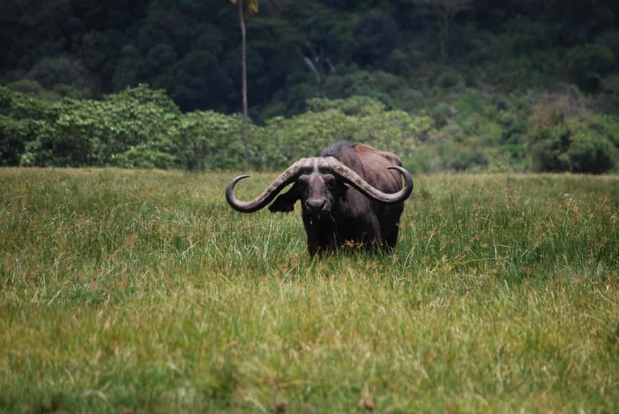 Arusha: Arusha National Park Day Trip w/ Game Drives & Lunch - Arusha National Park’s big attraction: variety in a small area