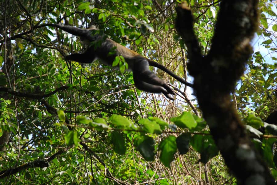 Arusha: Arusha National Park Day Trip w/ Game Drives & Lunch - The morning game drive and Momela Lakes