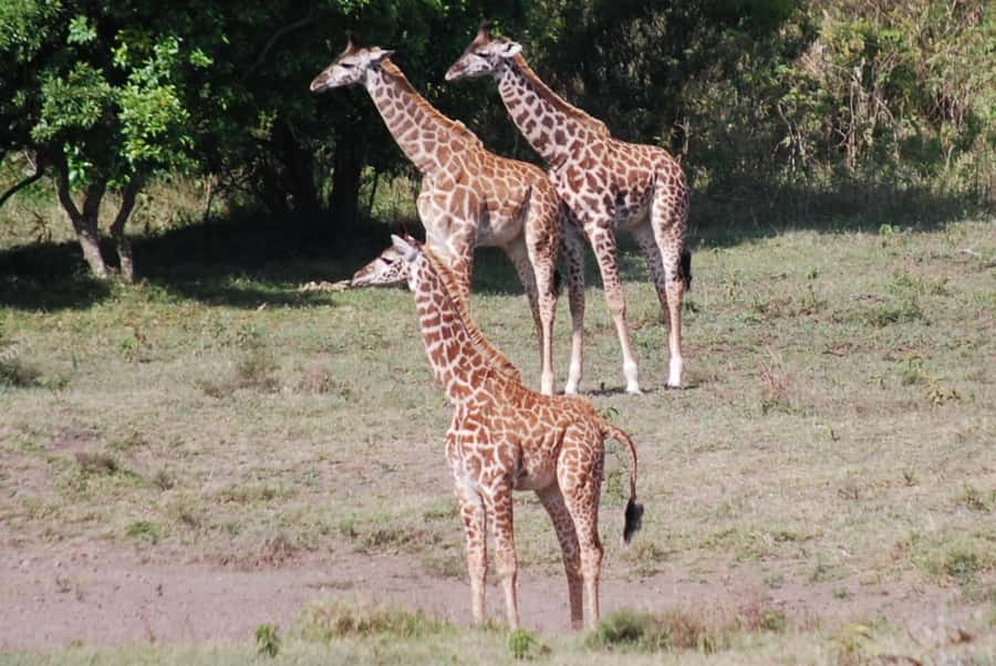 Arusha: Arusha National Park Day Trip w/ Game Drives & Lunch - Mount Meru and the park’s changing scenery