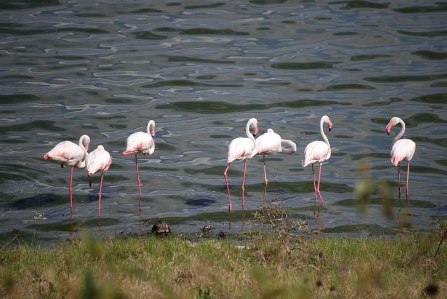 Arusha: Arusha National Park Day Trip w/ Game Drives & Lunch - Is the $340 price fair?