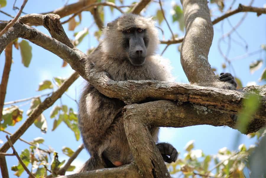 Arusha: Arusha National Park Day Trip w/ Game Drives & Lunch - Who will enjoy this day most?