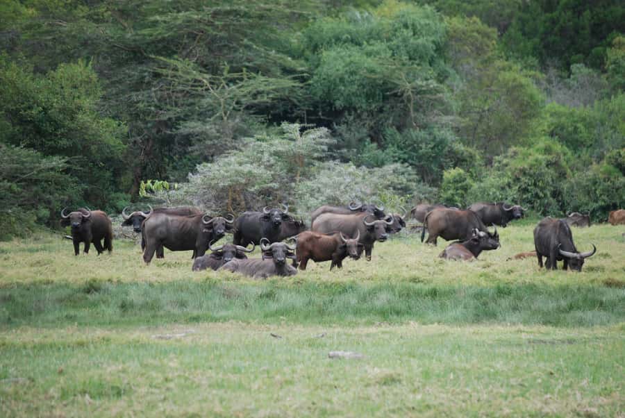 Arusha: Arusha National Park Day Trip w/ Game Drives & Lunch - Leaving Tulia Boutique Hotel at 8:30
