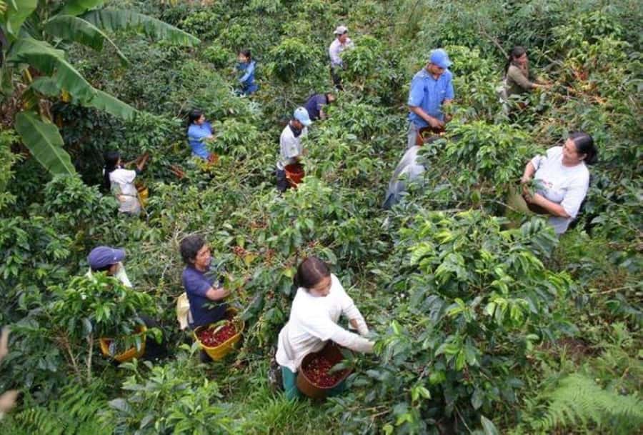Arusha: Coffee Plantation Tour with Tasting and Hands-On … - Coffee farming begins outside Arusha