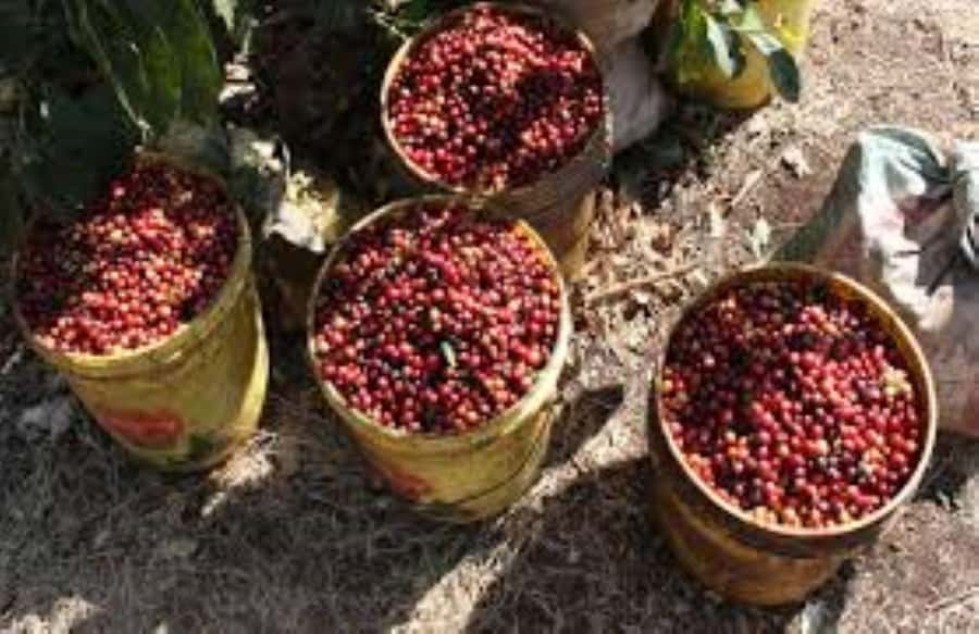 Arusha: Coffee Plantation Tour with Tasting and Hands-On … - Tasting Tanzanian coffee by roast profile
