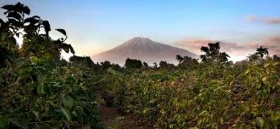 Arusha: Coffee Plantation Tour with Tasting and Hands-On … - Who will enjoy this morning most