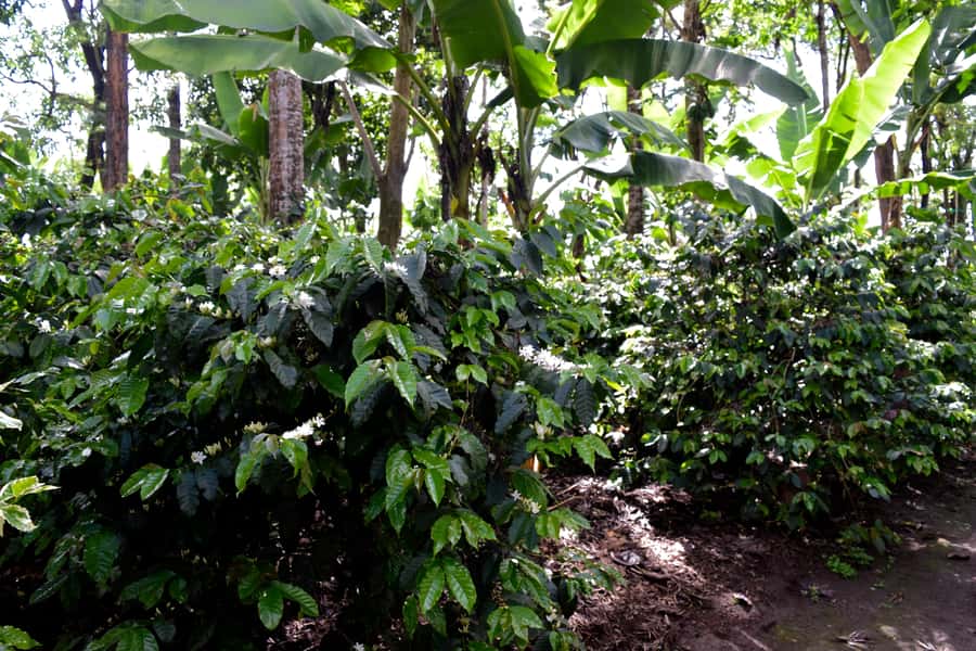 Arusha: Coffee Tour - Key points to know