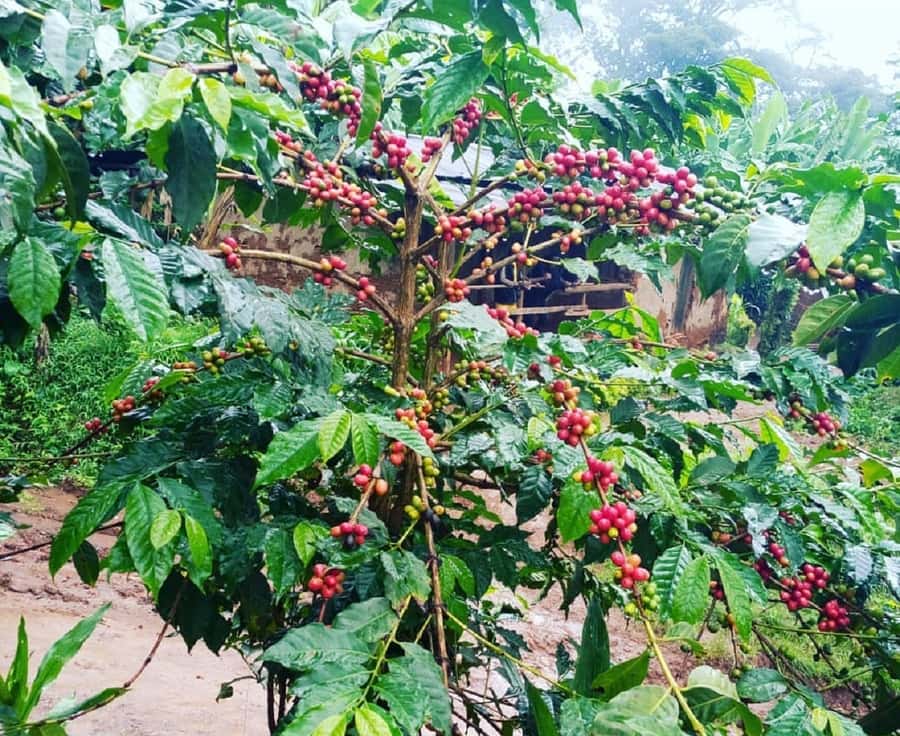 Arusha: Materuni Waterfalls, Coffee, and Hotsprings Tour - Timing, packing, and small practical matters