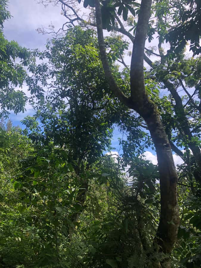 Arusha: Napuru Waterfalls Guided Hike - Is Napuru Waterfalls worth booking?