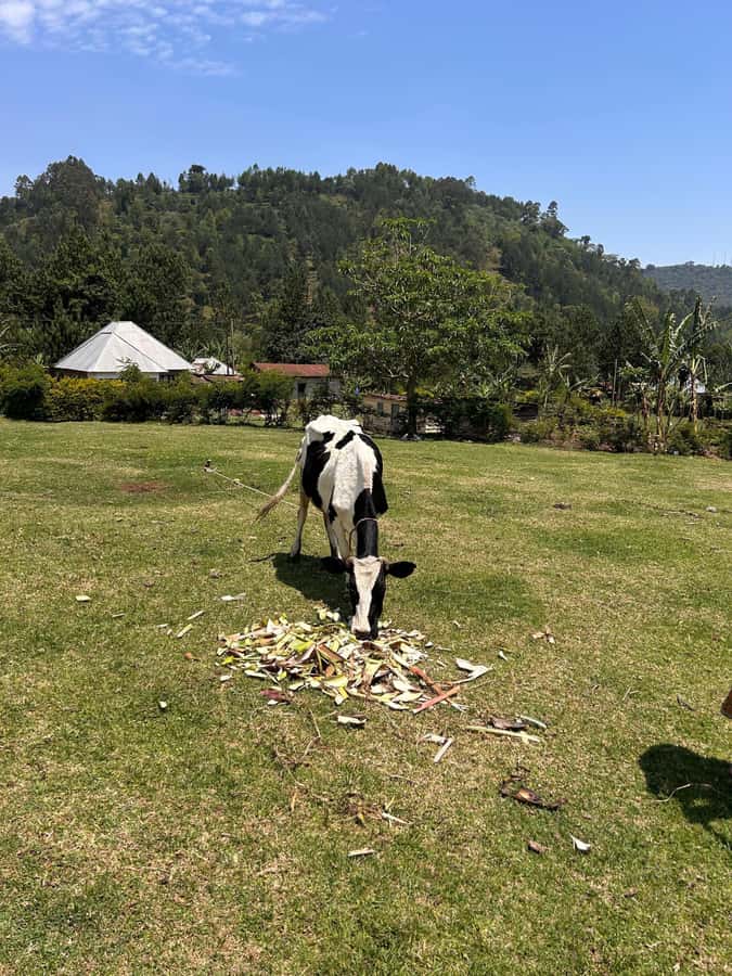 Arusha: Napuru Waterfalls Guided Hike - Entering Mount Meru Forest Reserve