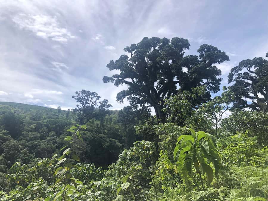 Arusha: Napuru Waterfalls Guided Hike - Who will enjoy this hike most