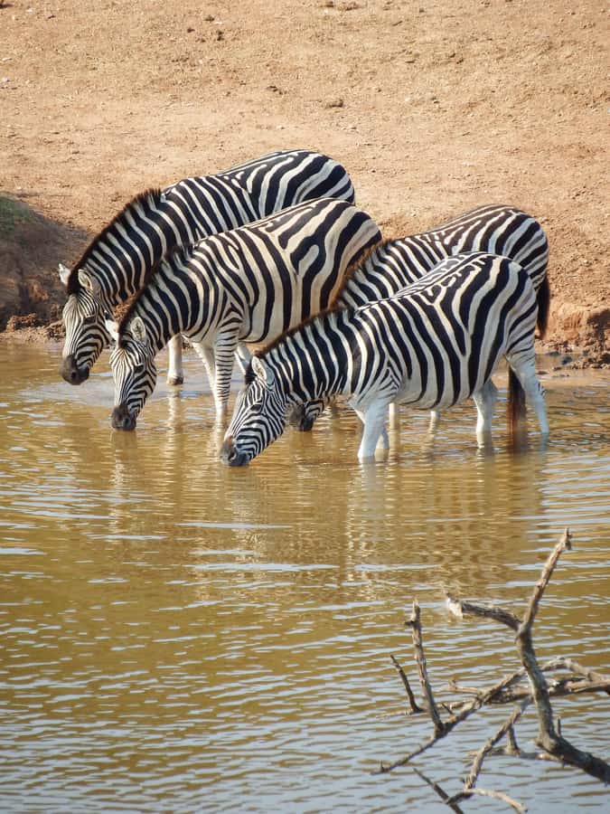Arusha National Park Day Tour with All-Inclusive - The early pickup from Arusha or Moshi