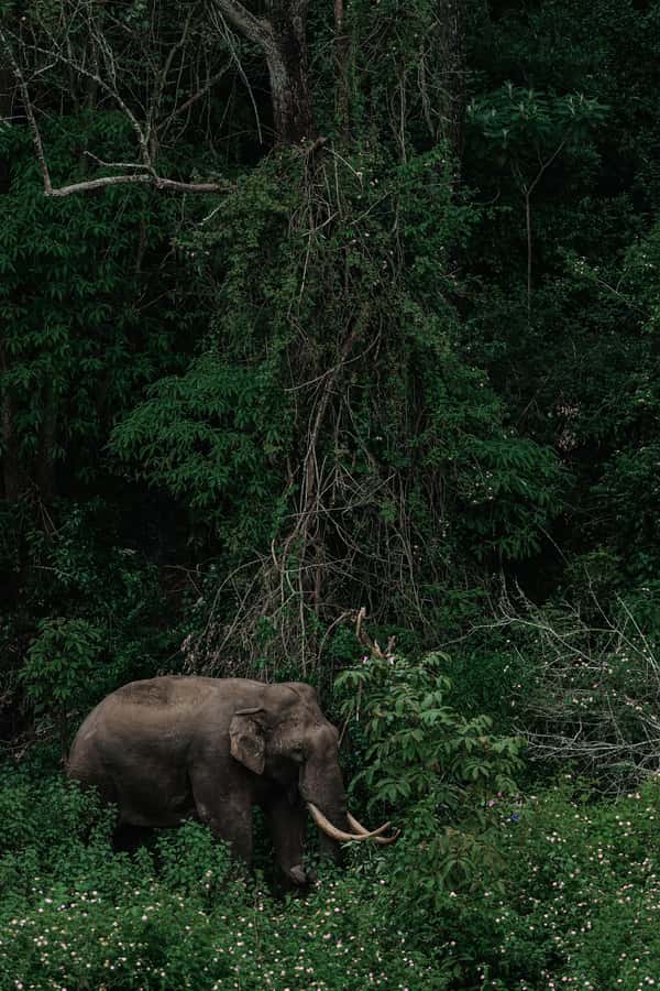 Arusha National Park Day Tour with All-Inclusive - The Small Serengeti and open-country animals