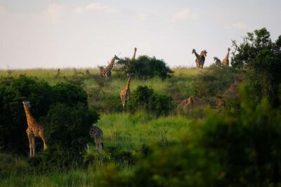 Arusha National Park Day Tour with All-Inclusive