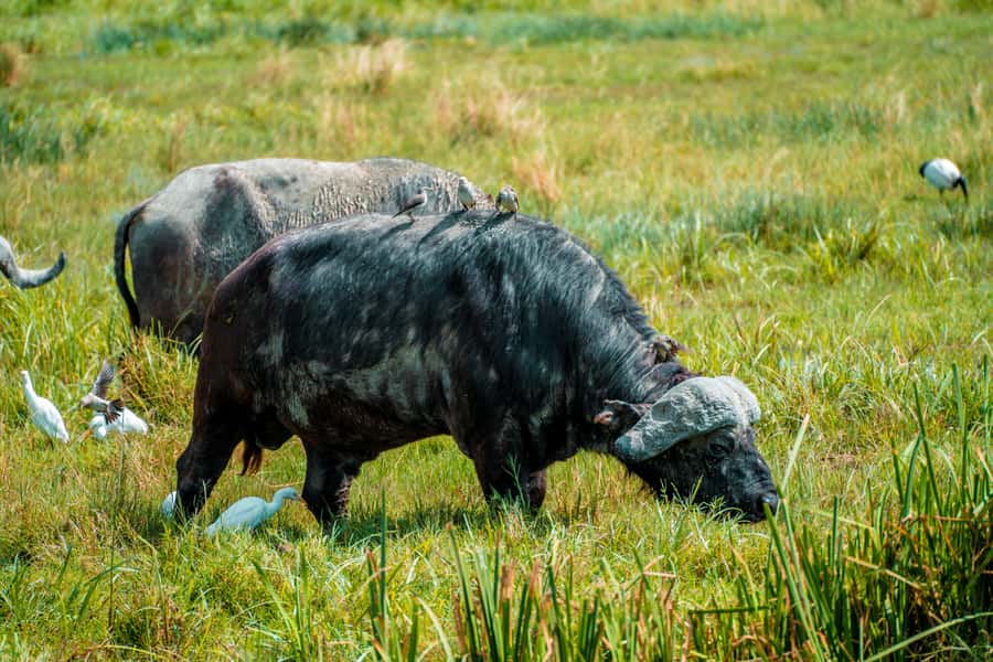 Arusha National Park Day Tour with All-Inclusive - The walking safari toward Tululusia Waterfalls