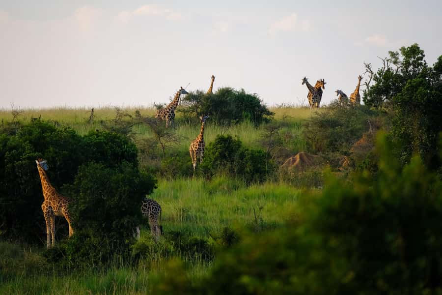 Arusha National Park Day Tour with All-Inclusive - Ngurudoto Crater and the first wildlife search