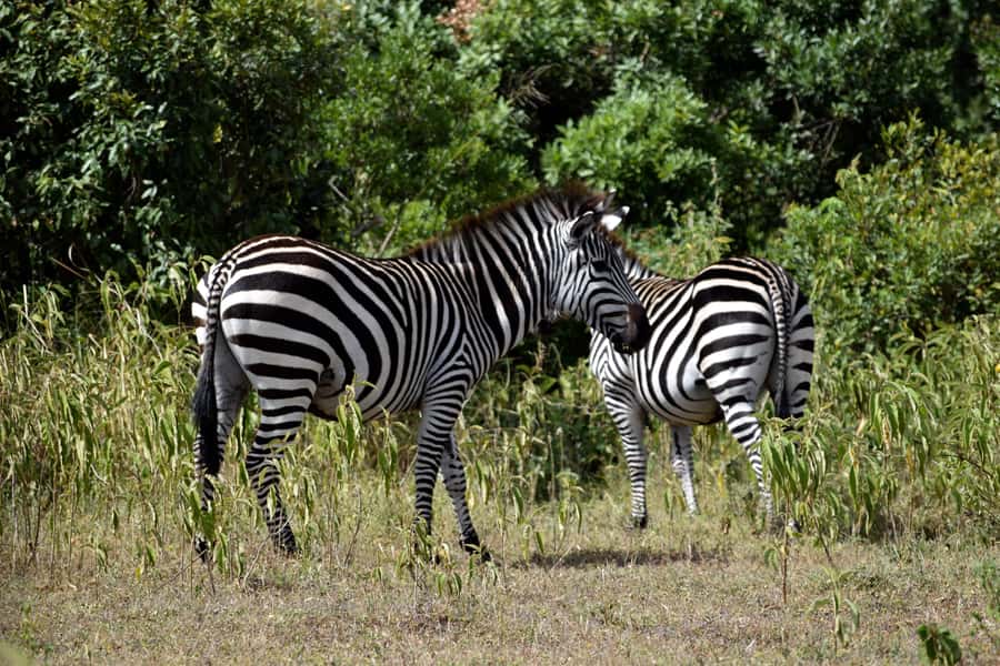 Arusha National Park Full-Day Safari - Key points to know before booking