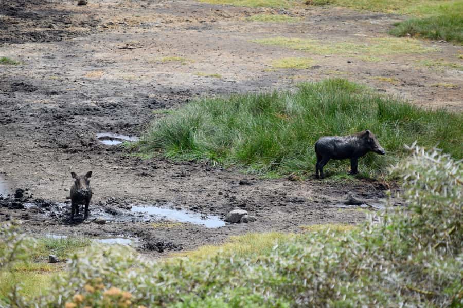 Arusha National Park Full-Day Safari - Who will enjoy this safari most?
