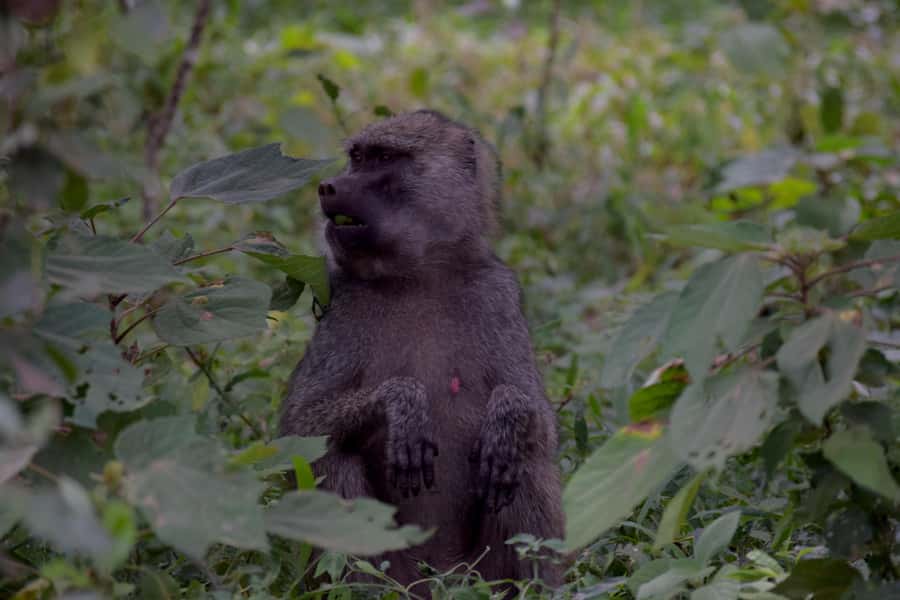 Arusha National Park Full-Day Safari - Why Arusha National Park makes a good first safari