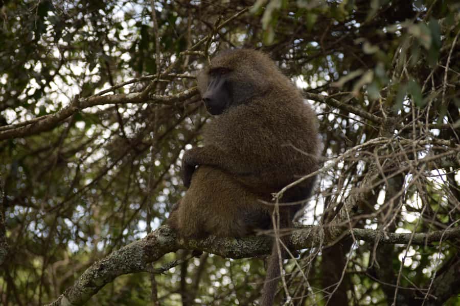 Arusha National Park Full-Day Safari - Morning game drive through forest and grassland