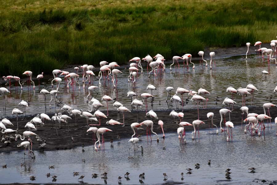 Arusha National Park Full-Day Safari - The afternoon drive and the route back