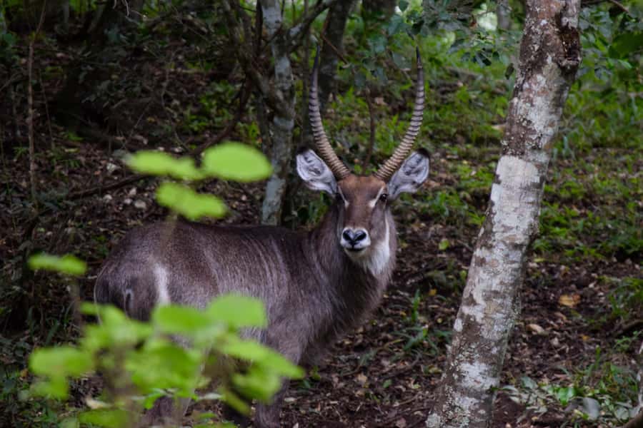 Arusha National Park Full-Day Safari - What your guide adds to the day