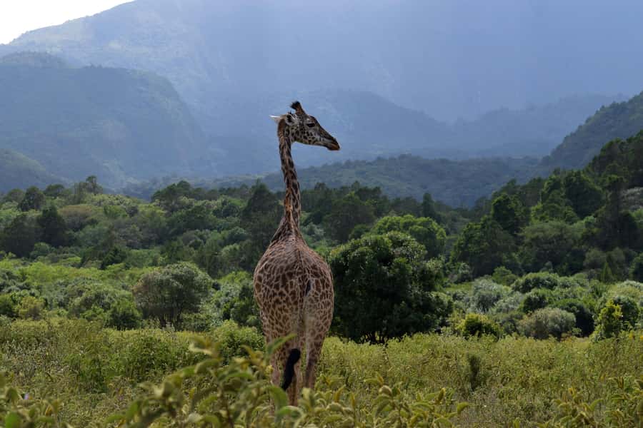 Arusha National Park Full-Day Safari - Van or safari vehicle: which should you choose?