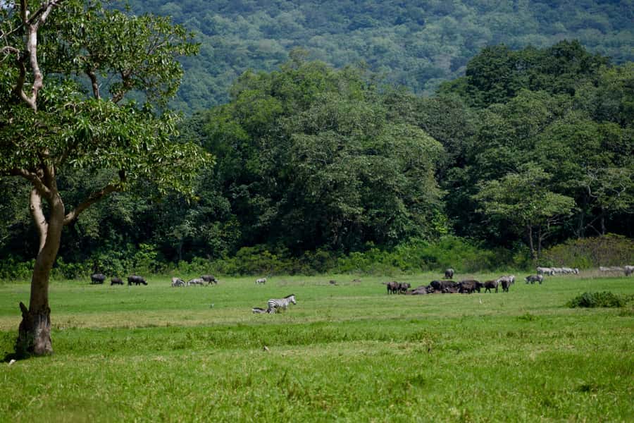 Arusha National Park Full-Day Safari - Is $195 a fair price?