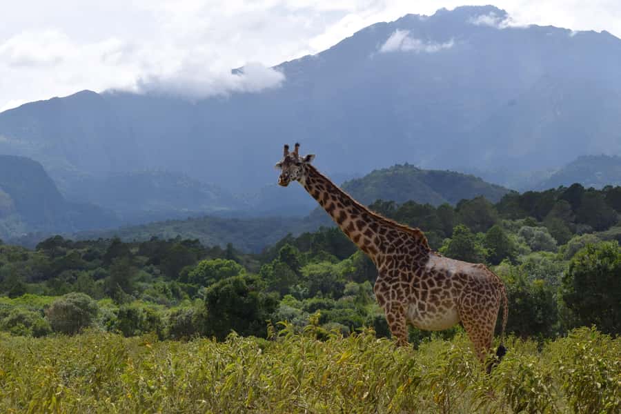 Arusha National Park Full-Day Safari - The one-hour ride from Arusha