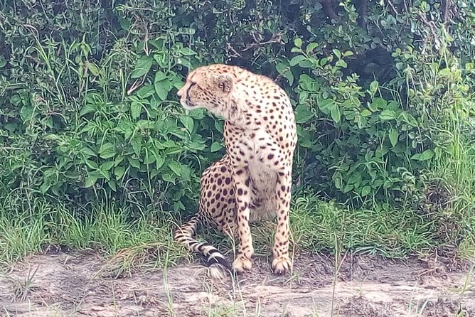 Arusha National Park Half Day Tour - Giraffes, zebras, and the animals you may see