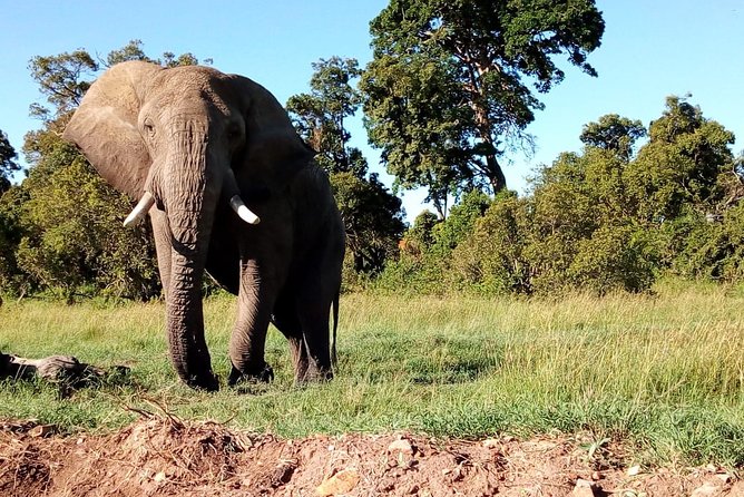 Arusha National Park Half Day Tour - Morning or mid-day: choosing your start
