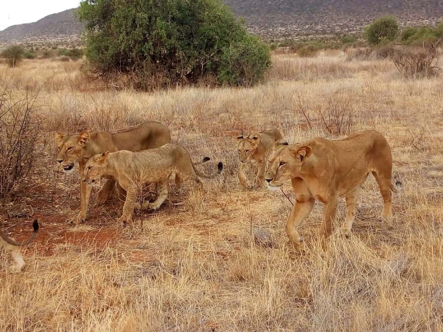 Arusha National Park: Private Jeep Tour - Getting out of the vehicle for a different view